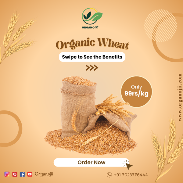 Organic Wheat - 5kg - Image 2