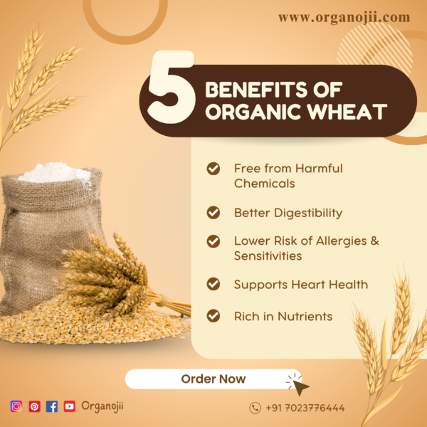 Organic Wheat - 5kg - Image 3