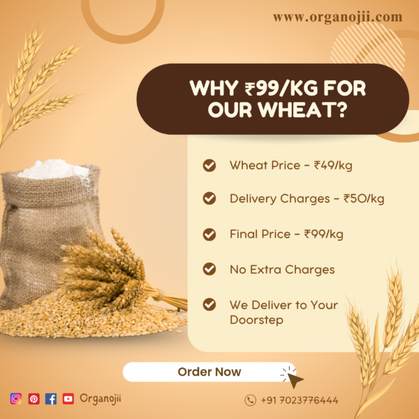 Organic Wheat - 5kg - Image 4